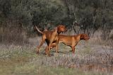 VIZSLA poil court 026